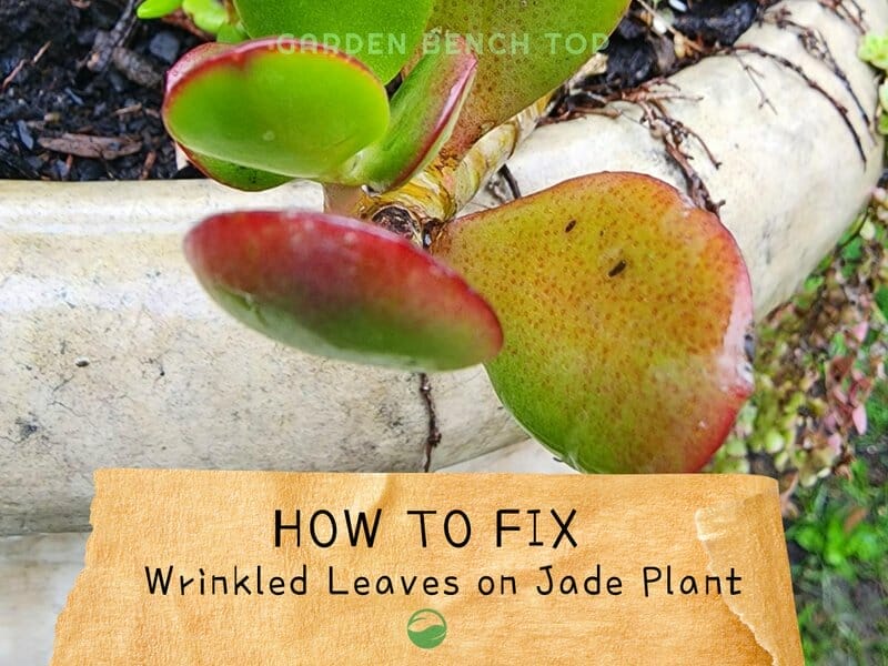 Jade Plant Wrinkled Leaves