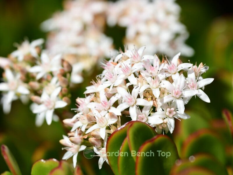 Jade Plant in Summer