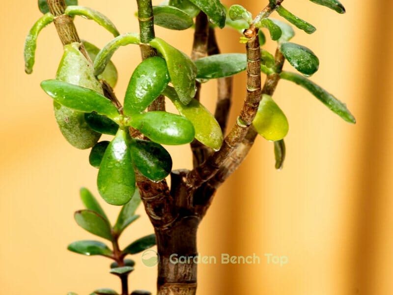 Jade plant dropping leaves