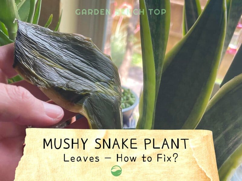 Mushy Snake Plant Leaves