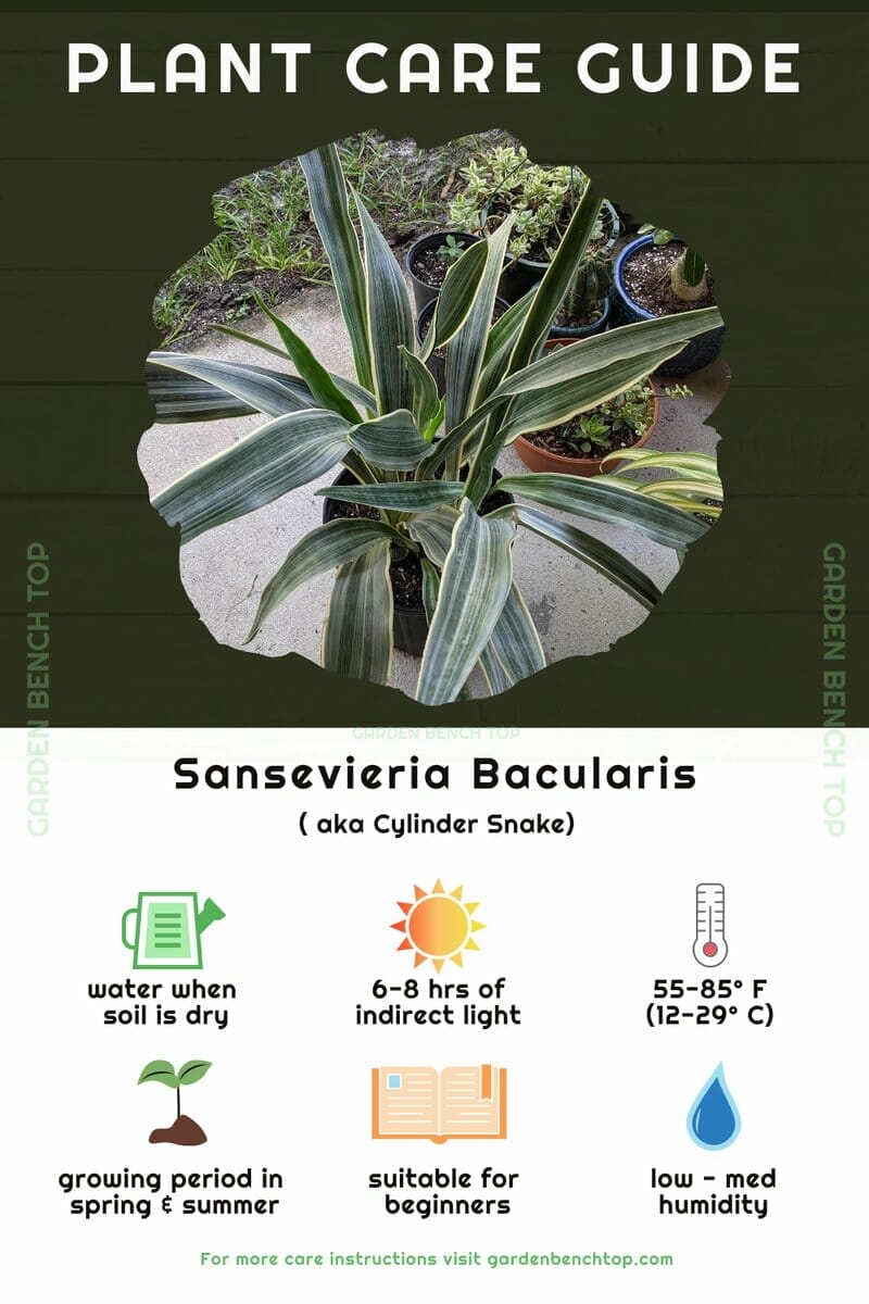 Sansevieria Bacularis Quick Care Guide