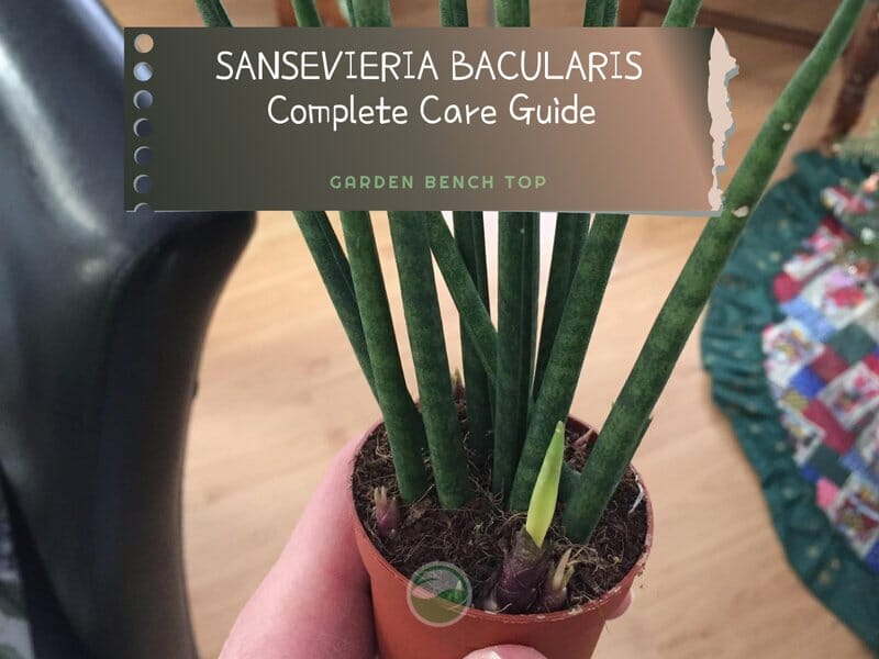 Sansevieria Bacularis