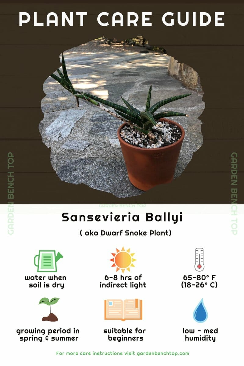 Sansevieria Ballyi Quick Care Guide
