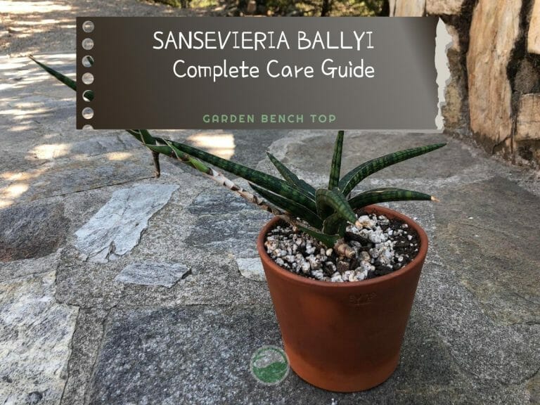 Sansevieria Ballyi cover