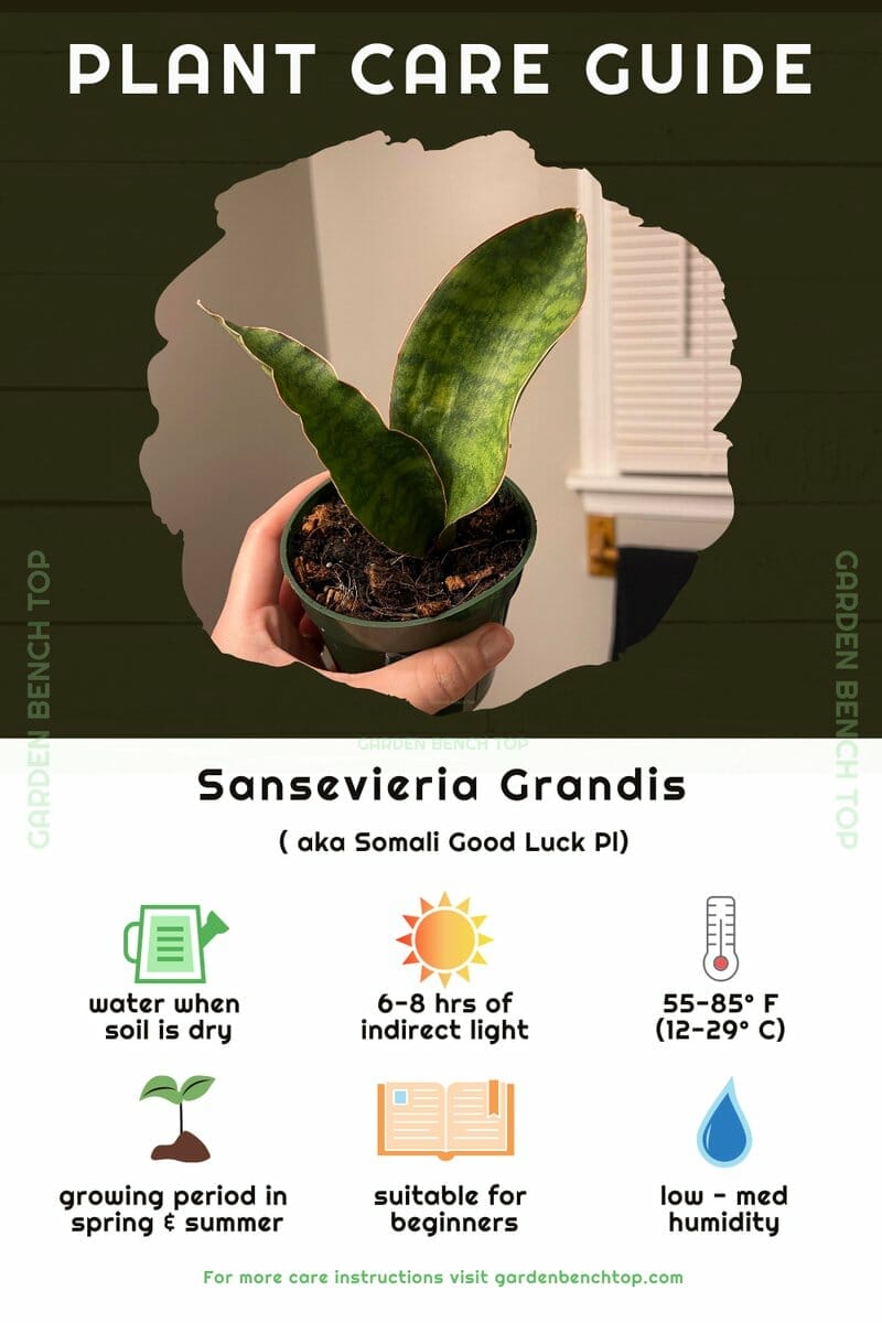 Sansevieria Grandis Quick Care Guide