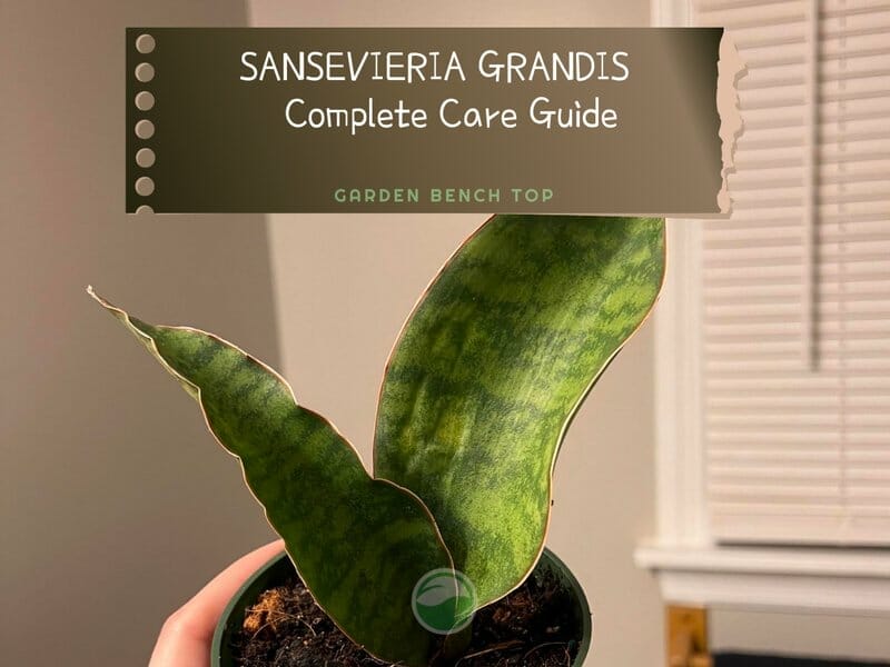 Sansevieria Grandis