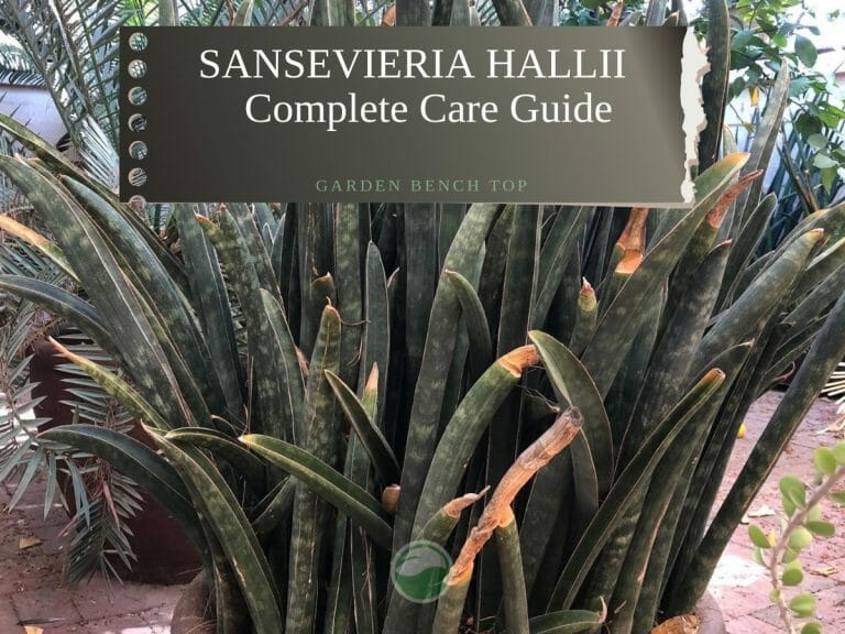 Sansevieria Hallii cover
