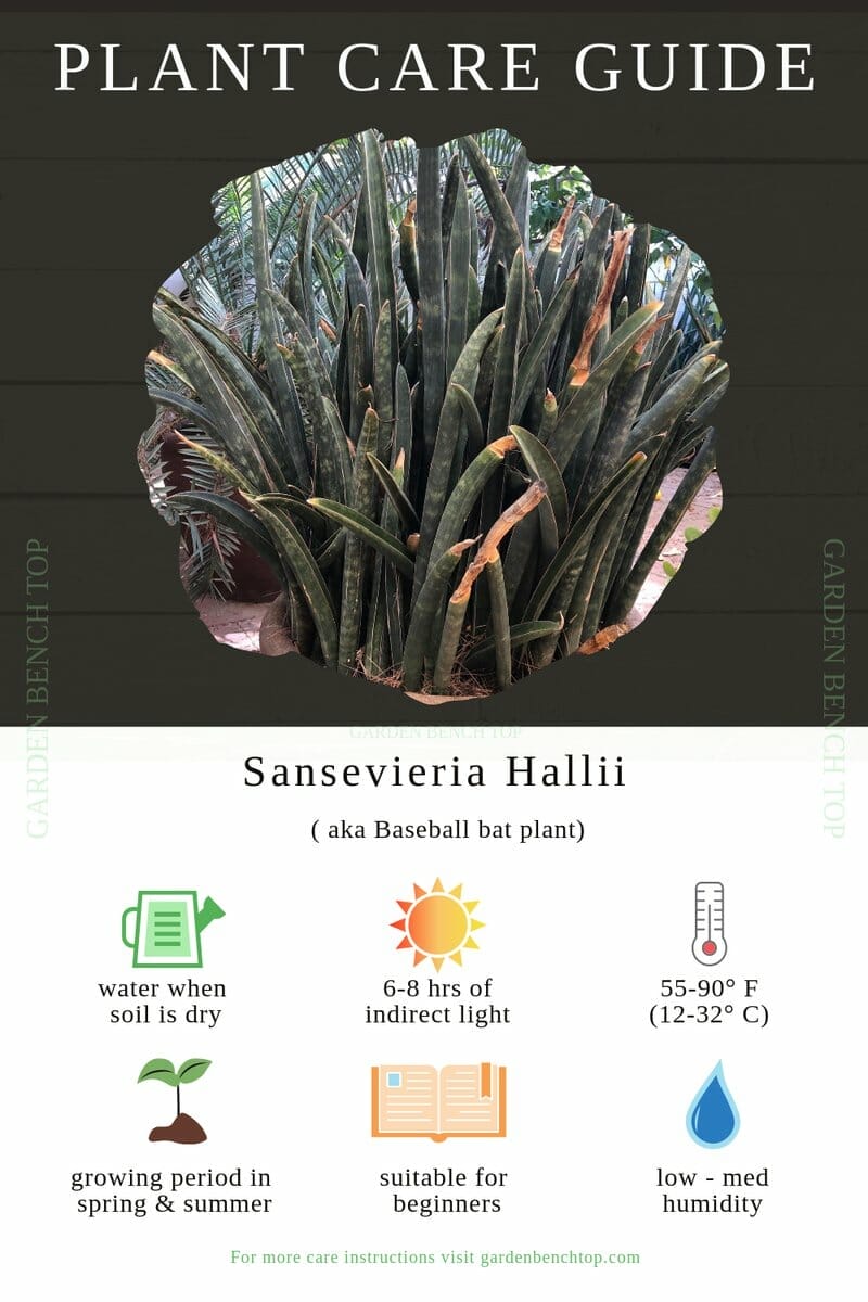 Sansevieria Hallii Quick Care Guide