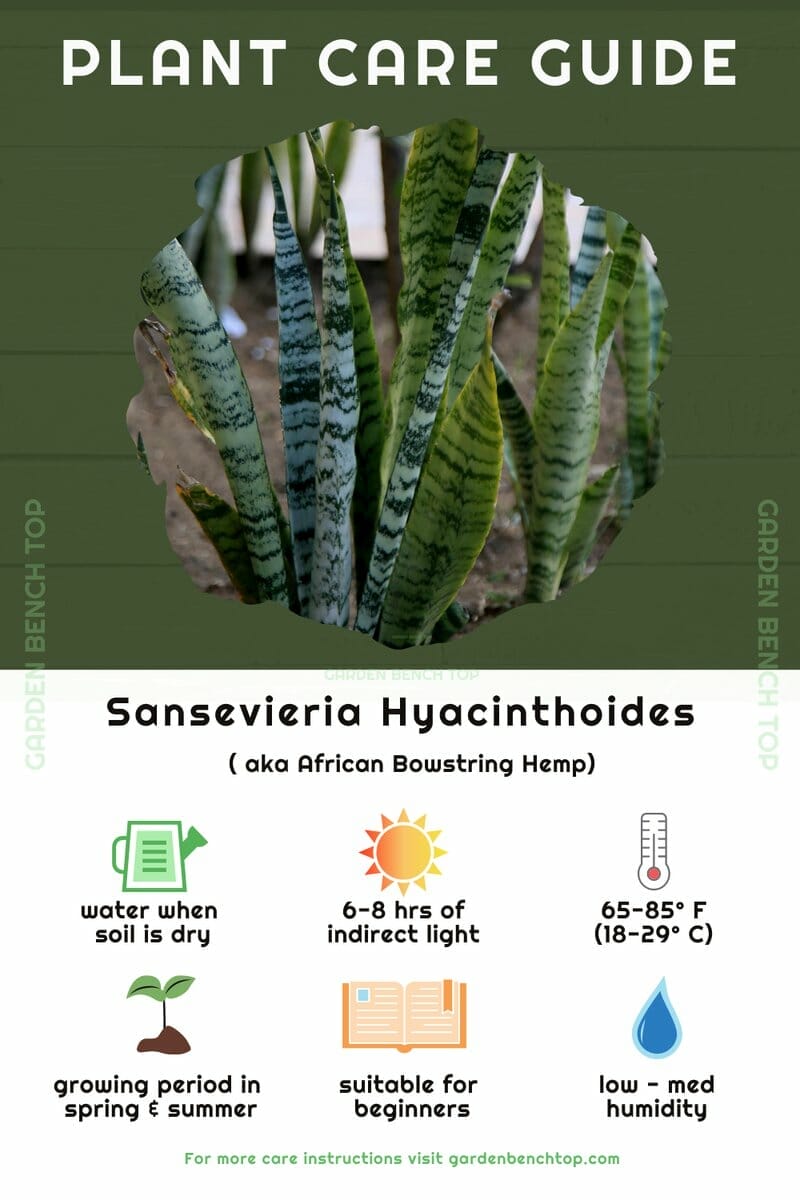 Sansevieria Hyacinthoides Quick Care Guide