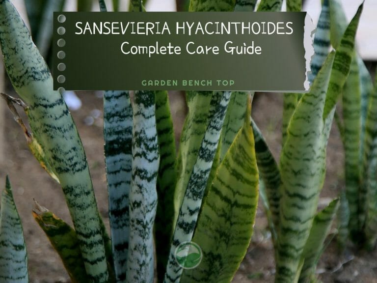 Sansevieria Hyacinthoides