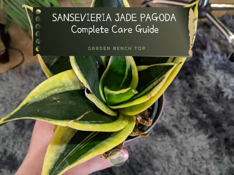 Sansevieria Jade Pagoda