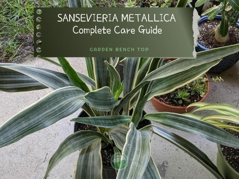 Sansevieria Metallica cover