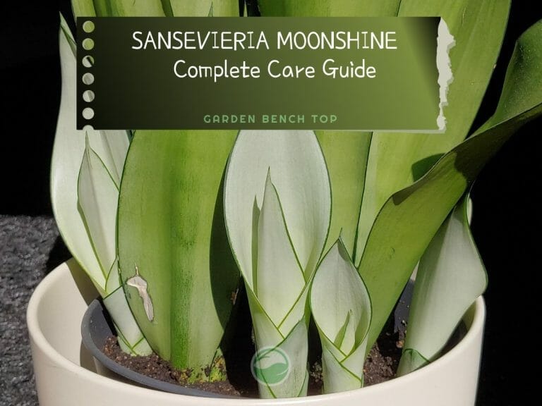 Sansevieria Moonshine cover