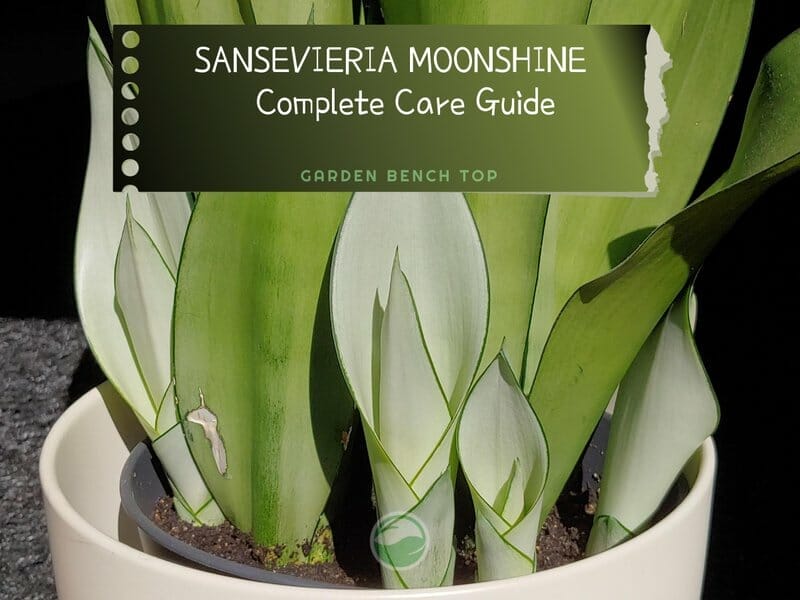 Sansevieria Moonshine