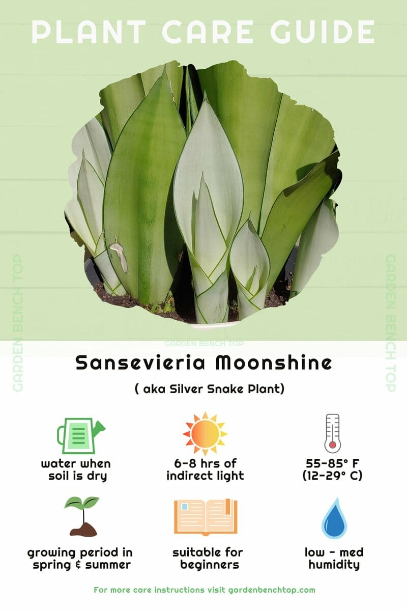 Sansevieria Mooshine Quick Care Guide Instructions