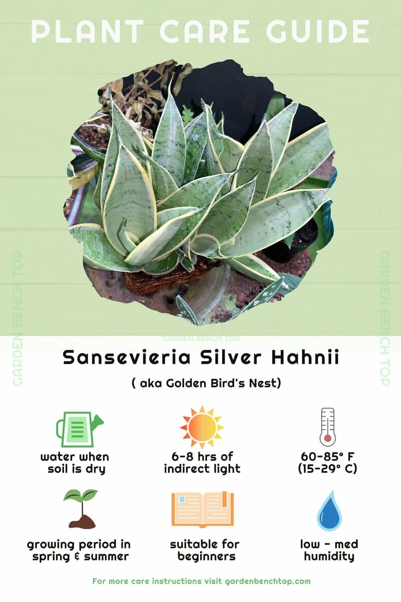 Sansevieria Silver Hahnii Quick Care Guide