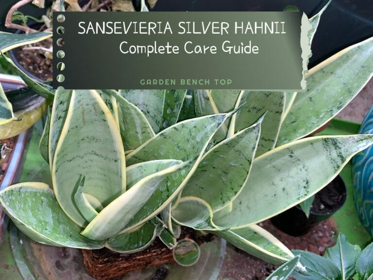 Sansevieria Silver Hahnii cover