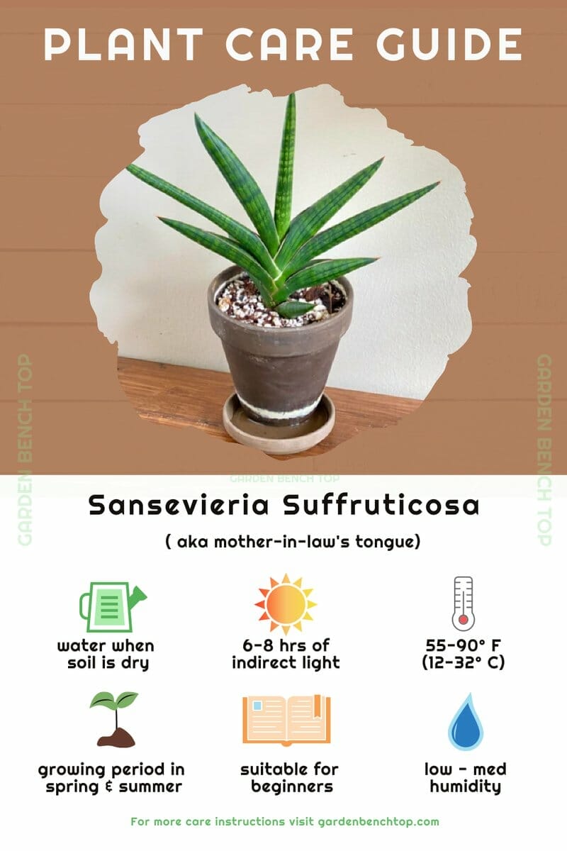 Sansevieria Suffruticosa Quick Care Guide