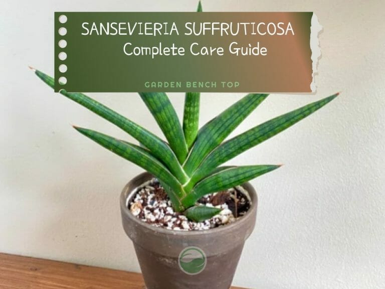 Sansevieria Suffruticosa cover