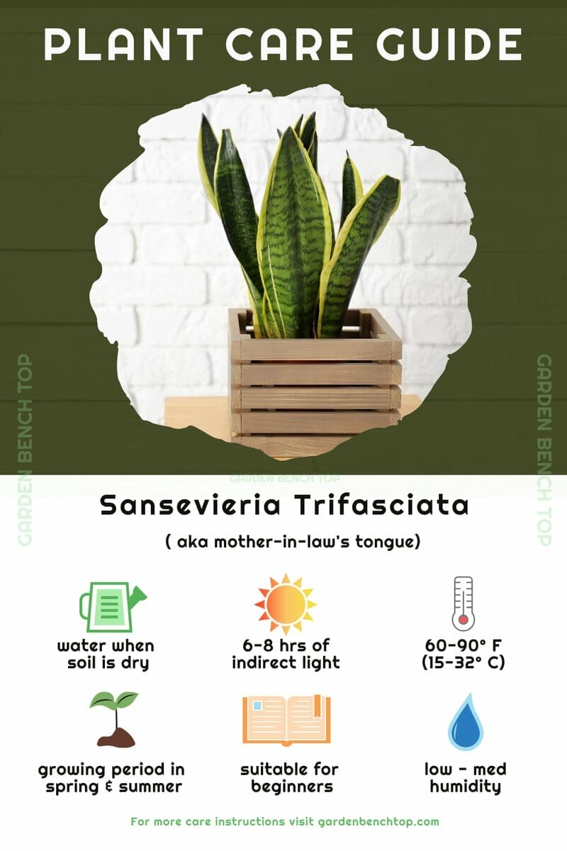 Sansevieria Trifasciata Quick Care Guide