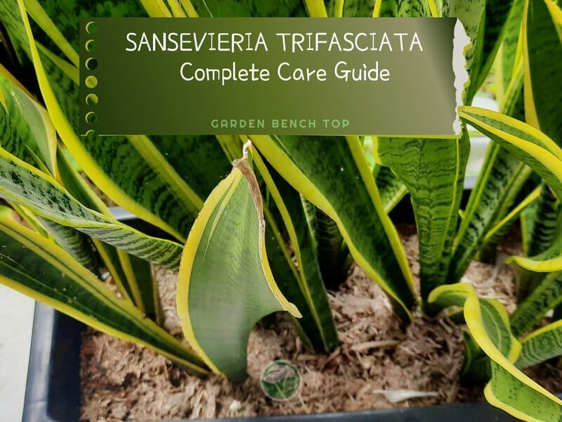 Sansevieria Trifasciata
