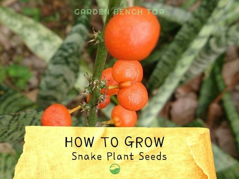 Snake Plant Seeds cover