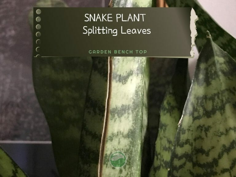 Snake Plant Splitting Leaves