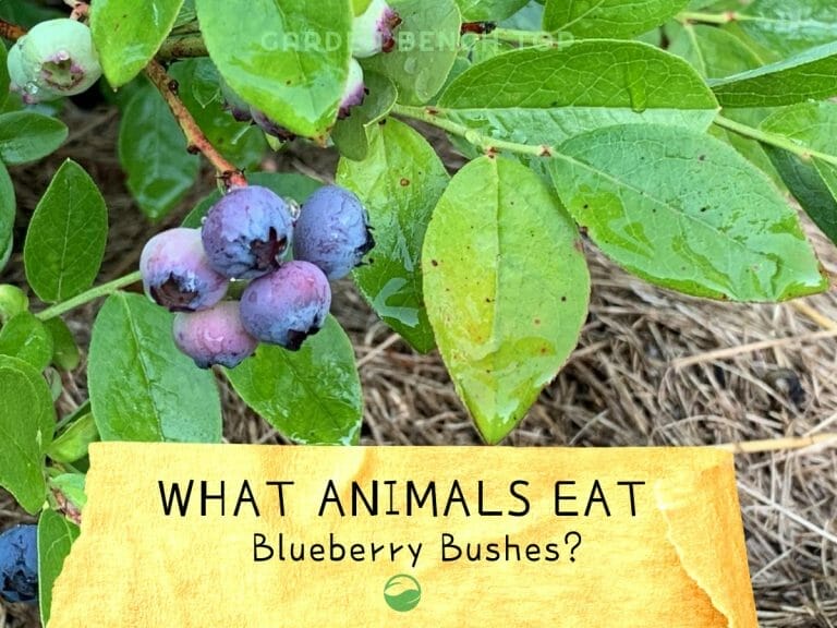 What Animals Eat Blueberries Plants