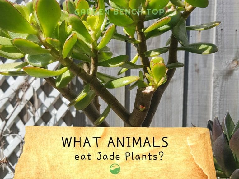 What Animals Eat Jade Plants