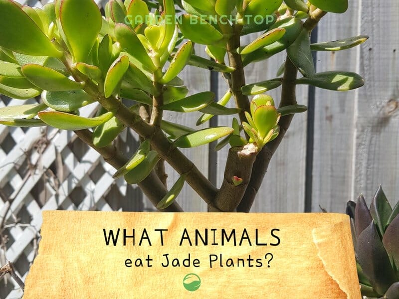 What Animals Eat Jade Plants