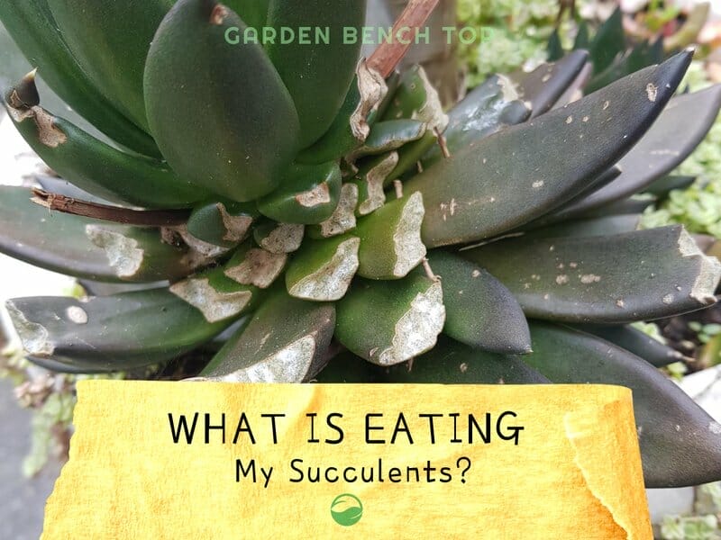 What is Eating My Succulents
