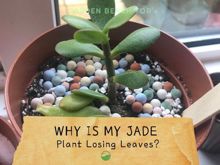 Why is my Jade Plant Losing Leaves cover