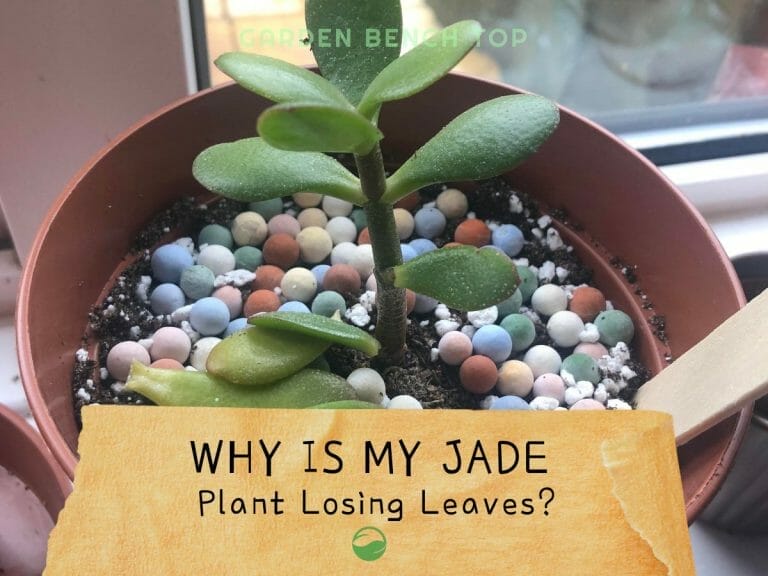 Why is my Jade Plant Losing Leaves