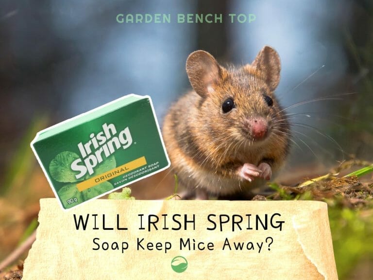 Will Irish Spring Keep Mice Away cover
