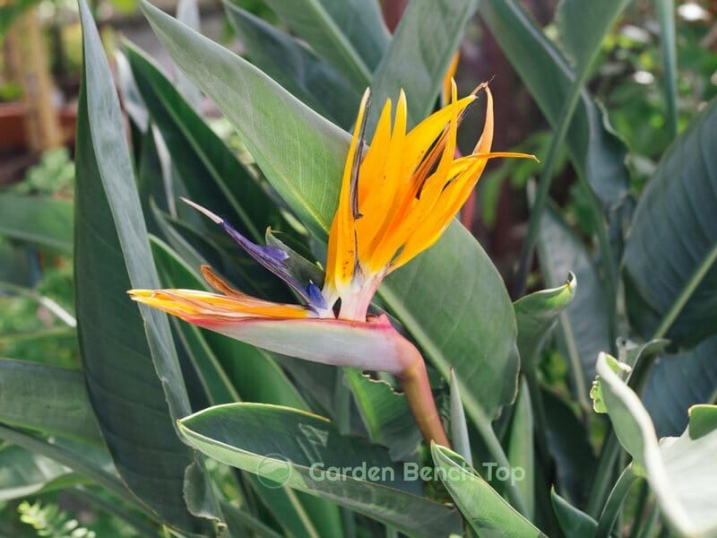 bird of paradise flower