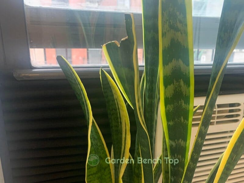 damaged snake plant