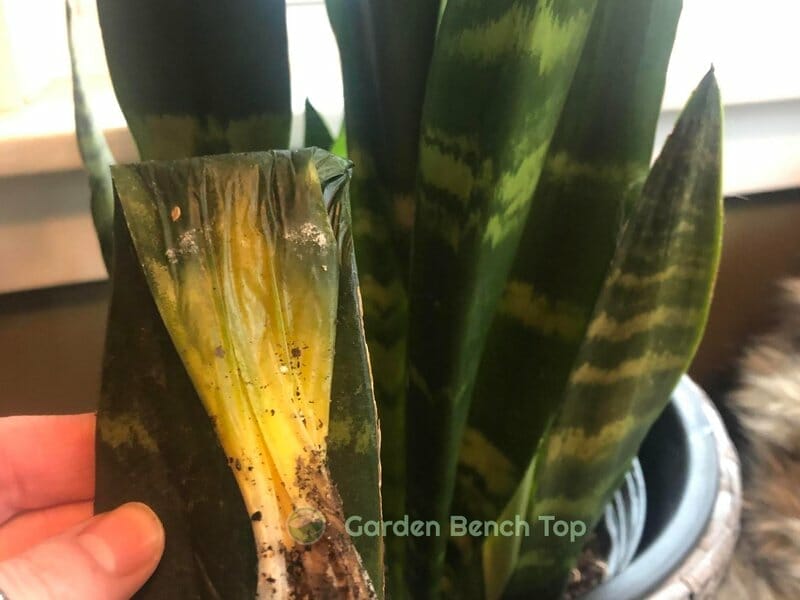 Have a Mushy Snake Plant? Discover the Causes + How to Fix