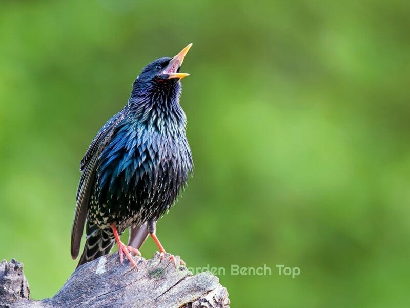 do birds eat succulents