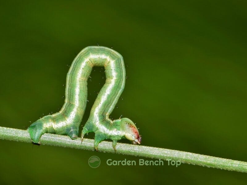 do caterpillars eat succulents