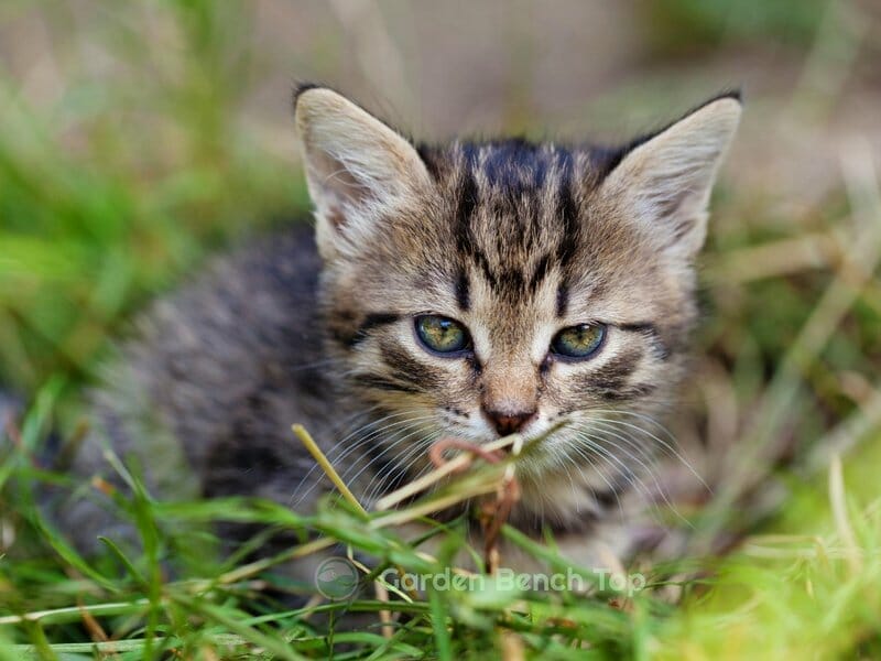 do cats eat succulents