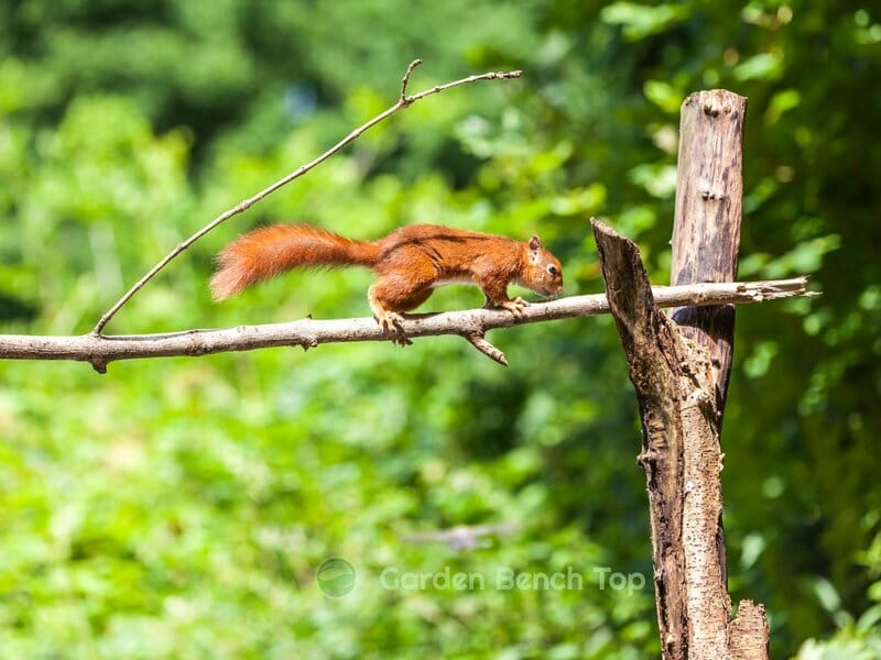 do squirrels eat succulents