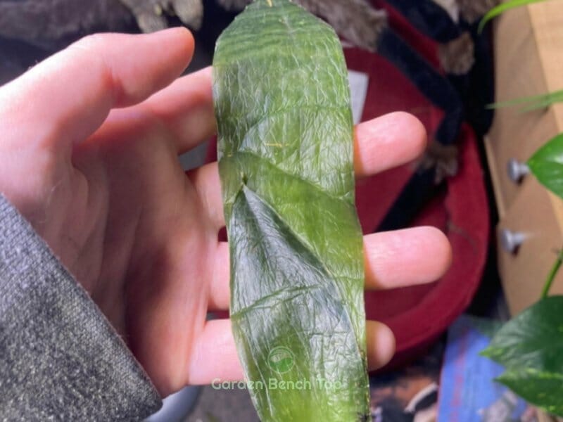 extensive frost damage to snake plant