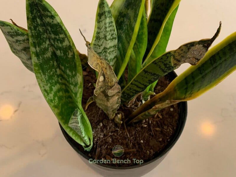 frost bitten snake plant