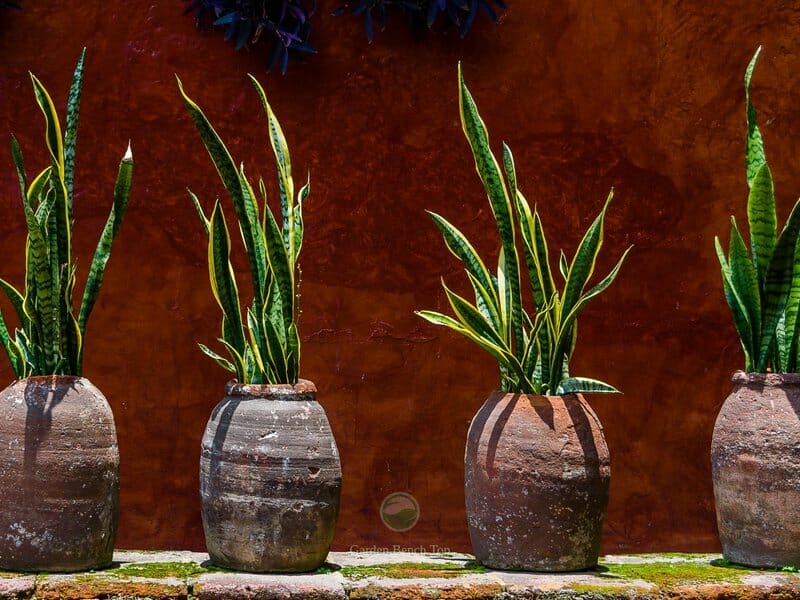 is a snake plant a succulent