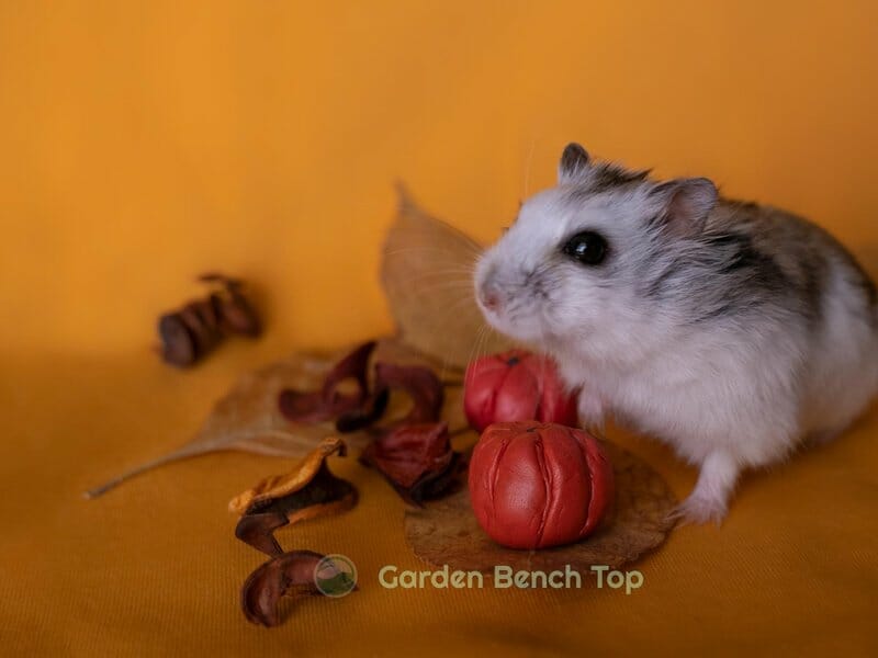 mouse eating seeds and organic material