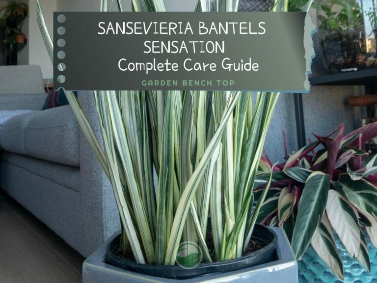 Sansevieria Bantels Sensation cover