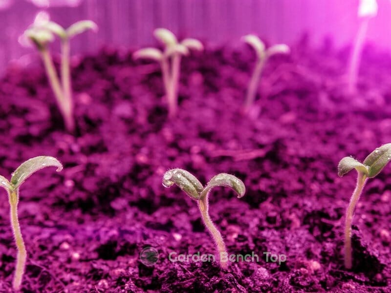 seedling under light spectrum