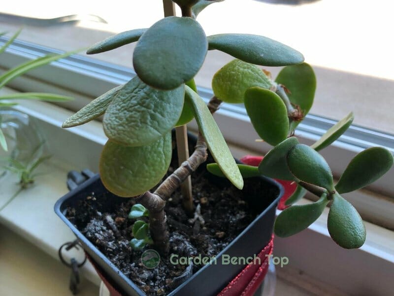 wrinkled jade plant
