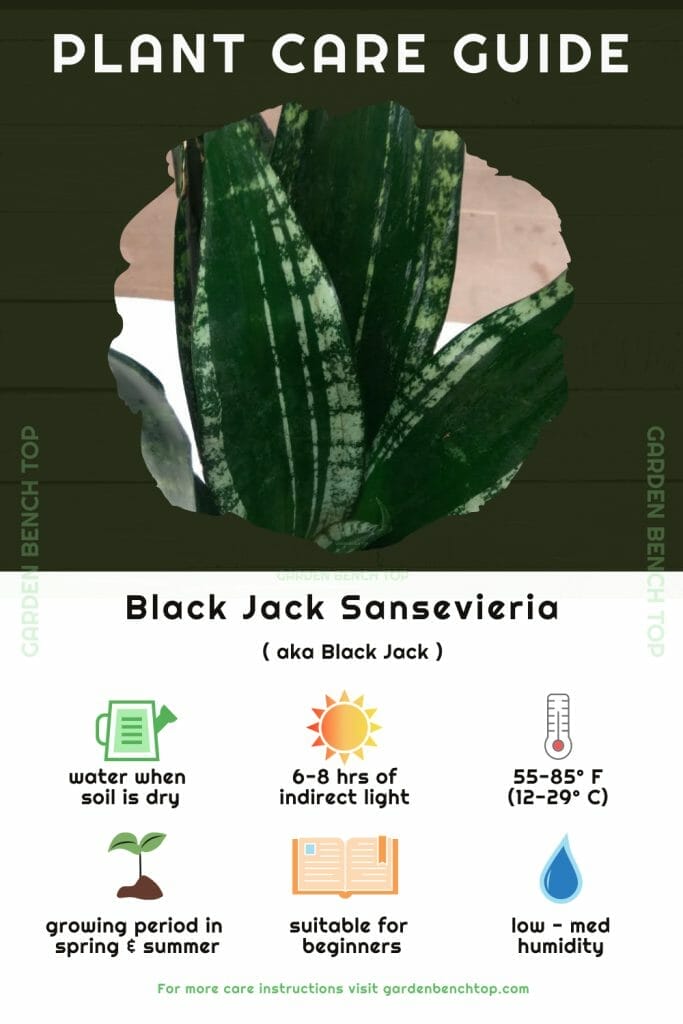 Black Jack Snake Plant Quick Care Guide Infographic