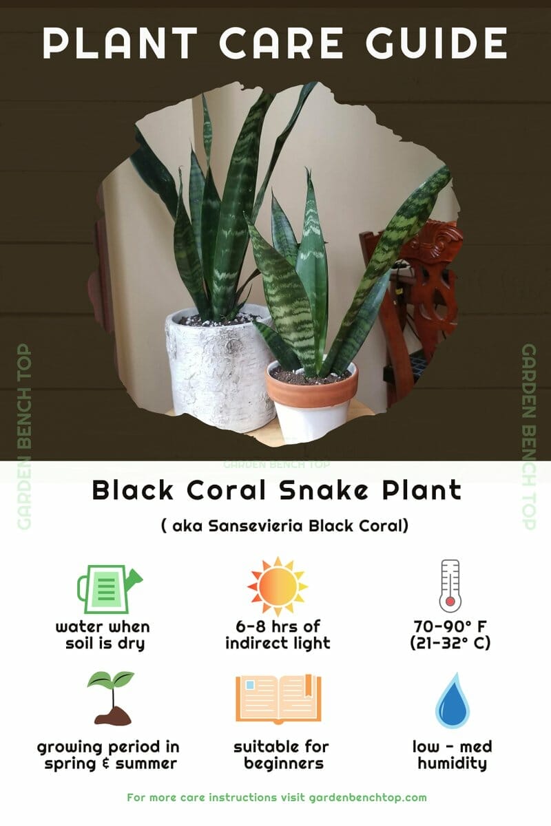 Black Coral Snake Plant Quick Care Guide